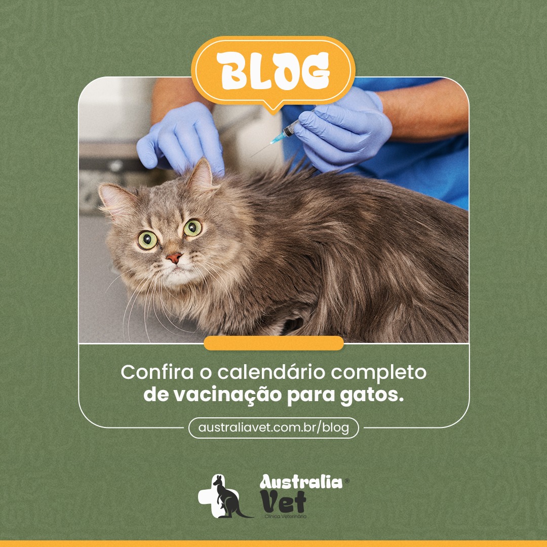 Confira o calendário completo de vacinação para gatos