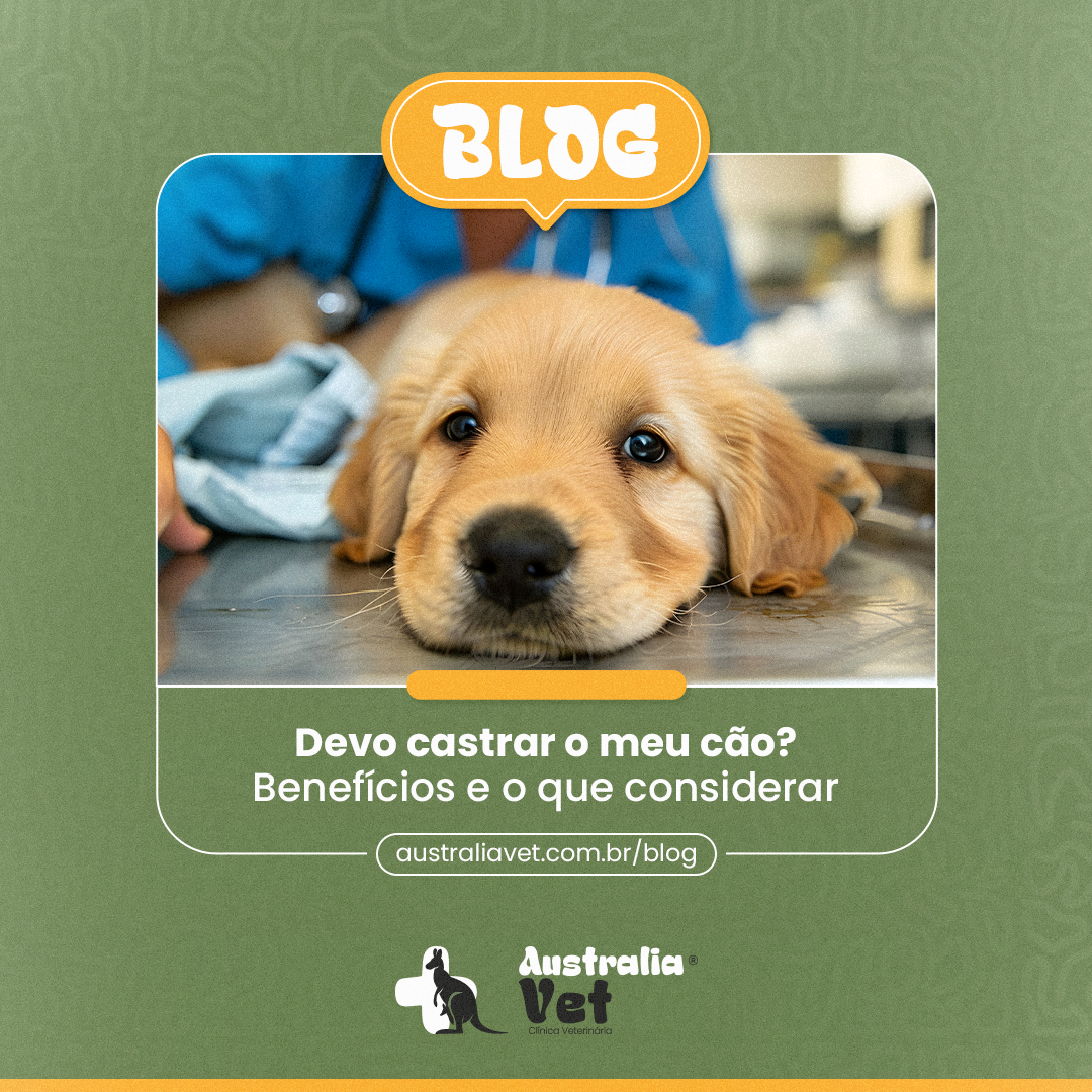 Devo castrar o meu cão? Benefícios e o que considerar