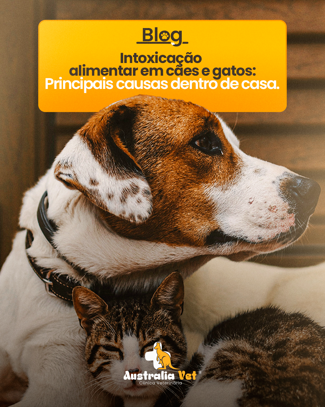 Intoxicação alimentar em cães e gatos: Principais causas dentro de casa