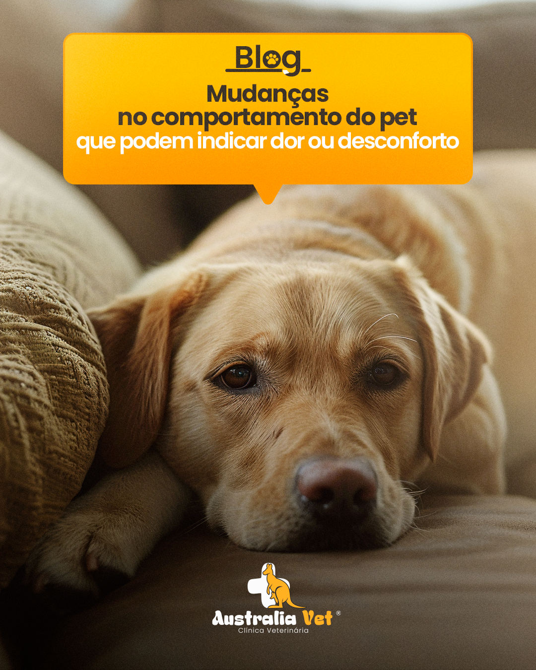 Mudanças no comportamento do pet que podem indicar dor ou desconforto