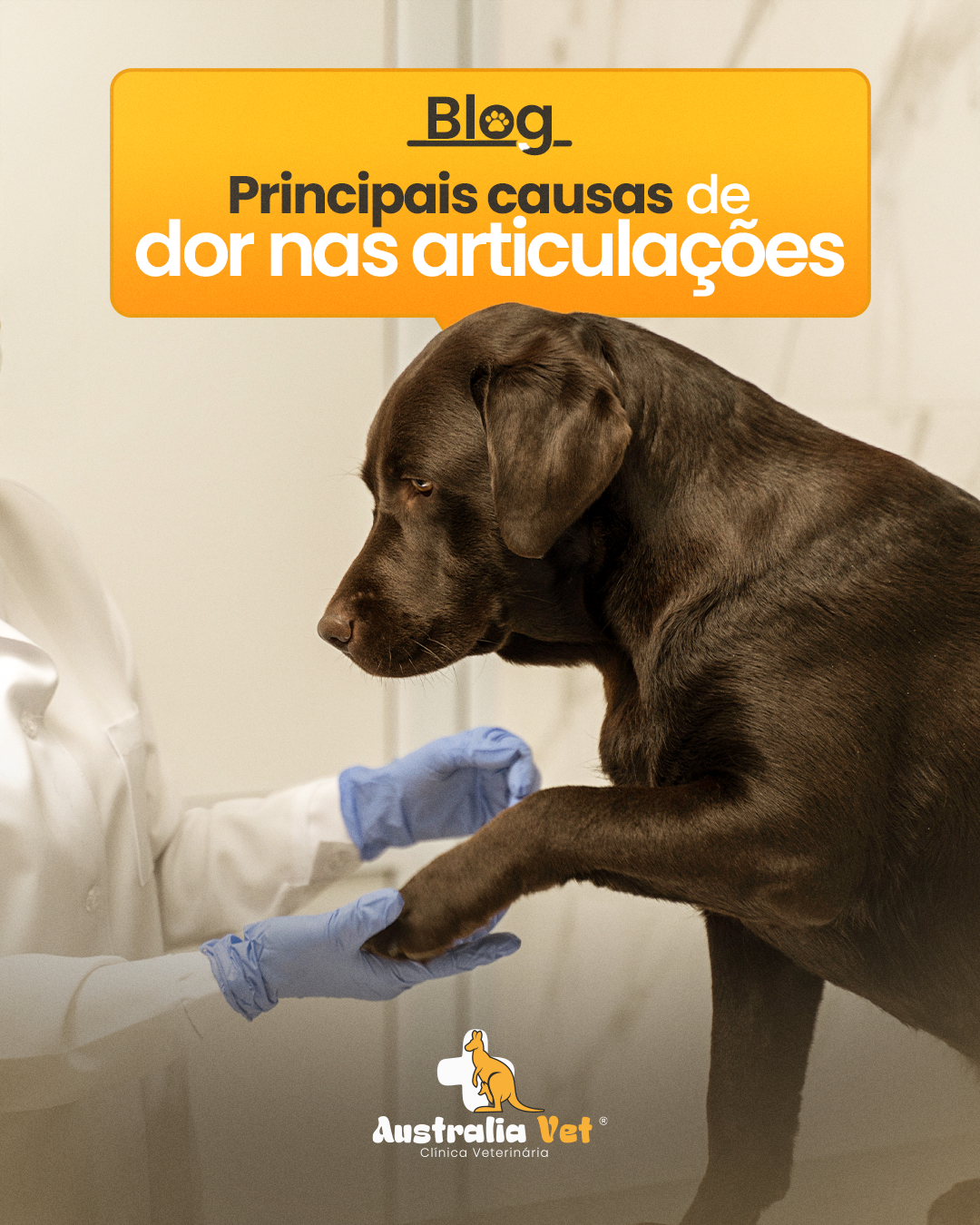 Principais Causas de Dor nas Articulações em Cães e Gatos
